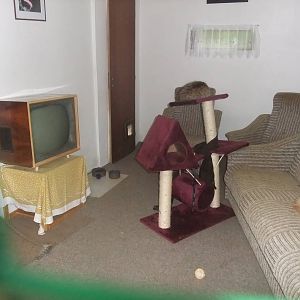 Indoor Cat exhibit at Vyskov, 30/05/10