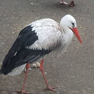 European White Stork at Vyskov, 30/05/10