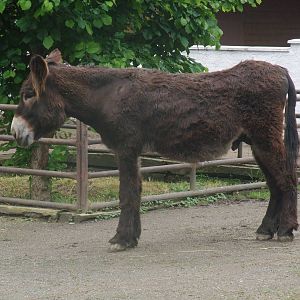 Poitou Donkey at Vyskov, 30/05/10