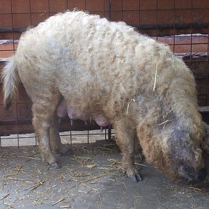 Woolly Pig at Vyskov, 30/05/10