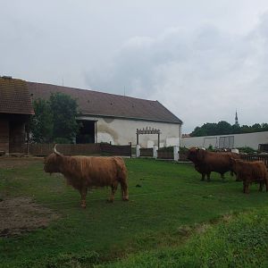 Cattle Paddock at Vyskov, 30/05/10