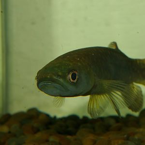 giant kokopu (Galaxias argenteus)