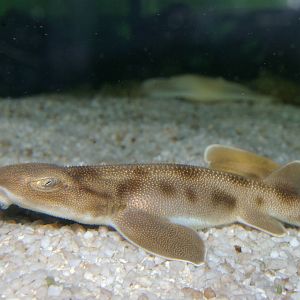 baby carpet shark (Cephaloscyllium isabellum)