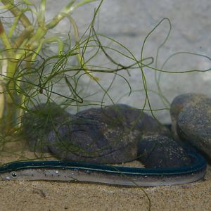 macrophthalmia of pouched lamprey (Geotria australis)