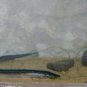 macrophthalmia of pouched lamprey (Geotria australis)