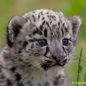 The Cat Survival Trust