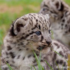 The Cat Survival Trust