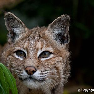 The Cat Survival Trust