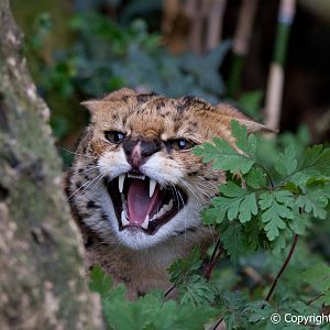 The Cat Survival Trust