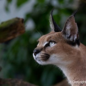 The Cat Survival Trust