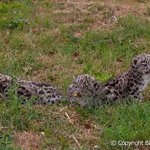 The Cat Survival Trust