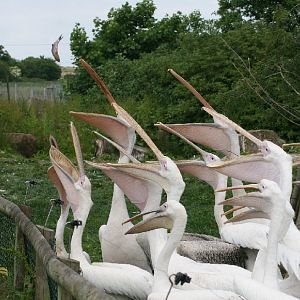 Pelican Feeding Time