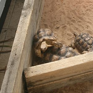 tortoises