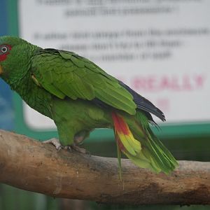 Amazon Parrot