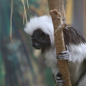 Cottontop Tamarin