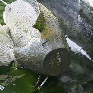 I know how much your fish cost!