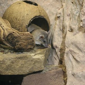 Turkish Spiny Mice
