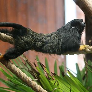 Red-handed Tamarin