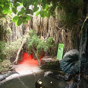 Caiman and turtle enclosure