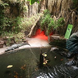 Caiman and turtle enclosure