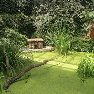 Ringed Teal enclosure