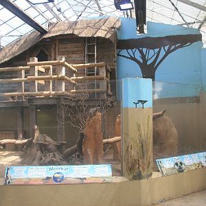 Meerkat enclosure