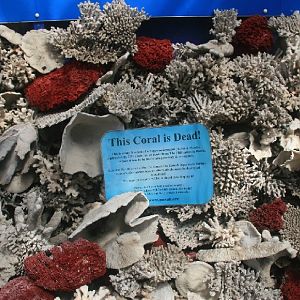 coral display