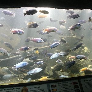 African cichlids