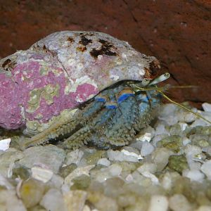 New Zealand hermit crab (Pagurus novaezelandiae)