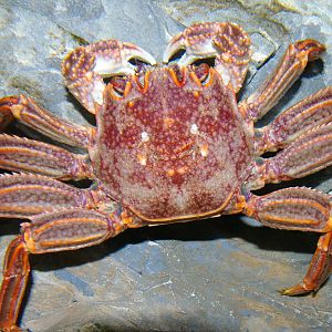 red rock crab (Plagusia chabrus)