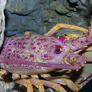 red rock lobster (Jasus edwardsii)