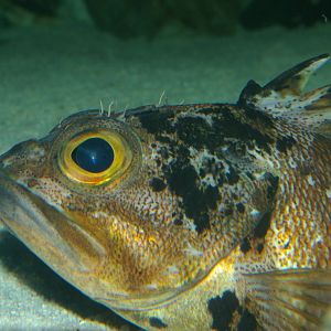 sea perch (Helicolenus percoides)