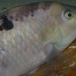 spotty (Notolabrus celidotus)