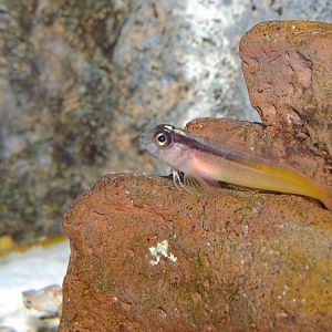 yellow-and-black triplefin (Forsterygion flavonigrum)