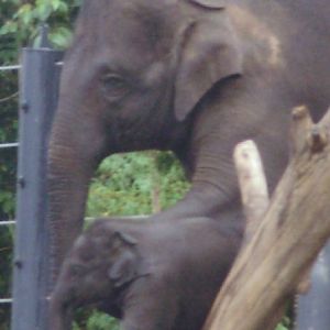 Luk Chai and Mother.