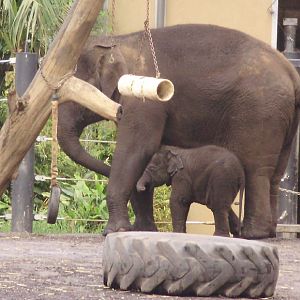 Luk Chai and Mother.