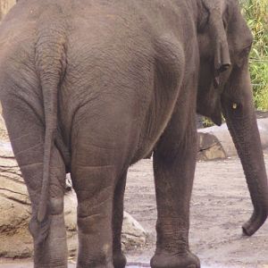 Elephant bum!