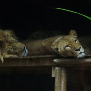 Lions.