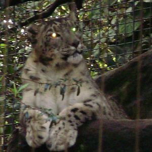 Snow Leopard.