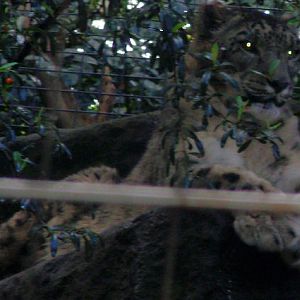 Snow Leopard.