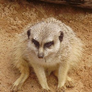 Meerkat.