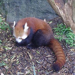Red Panda.