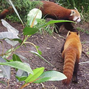 Red Panda.