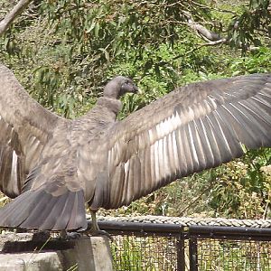 Andean condor