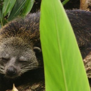 49Binturong