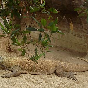 Komodo.