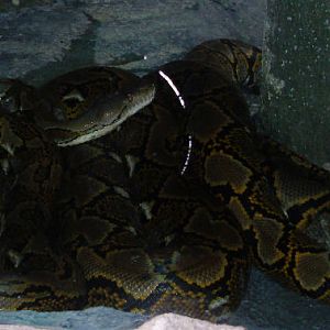 Reticulated Python.