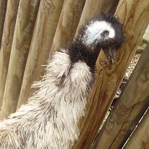 Emu.