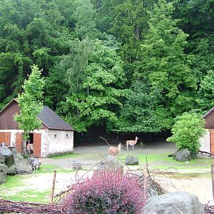 South American Paddock at Jihlava, 31/05/10