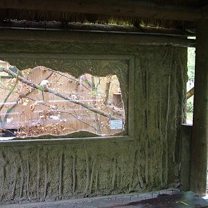 Silvery Marmoset exhibit at Jihlava, 31/05/10